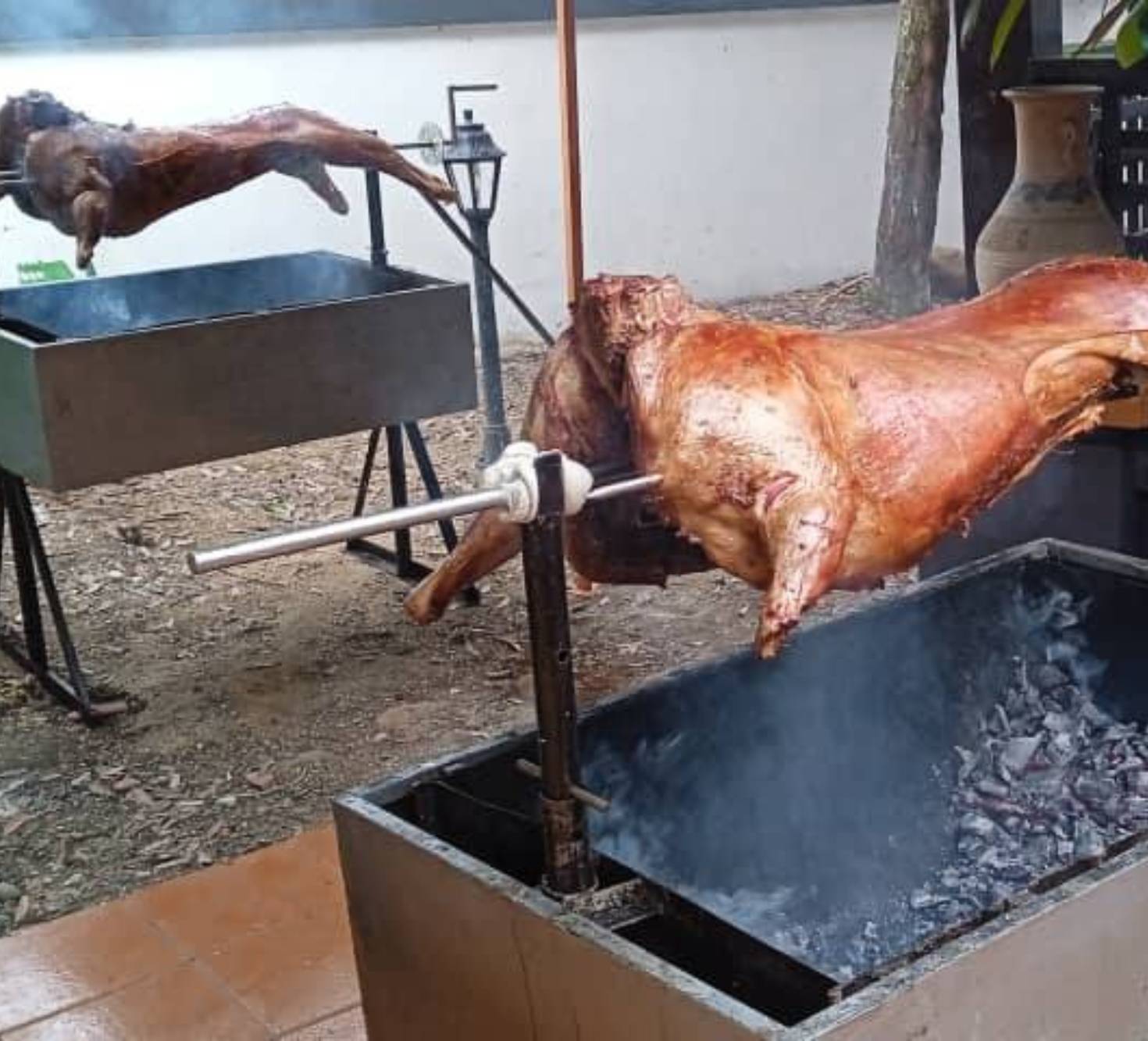 Kambing Golek 69 - 10