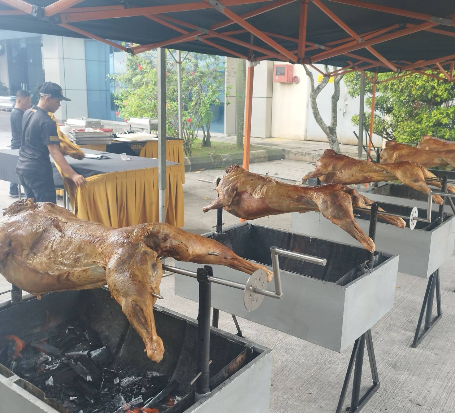 Kambing Golek 69 - 12