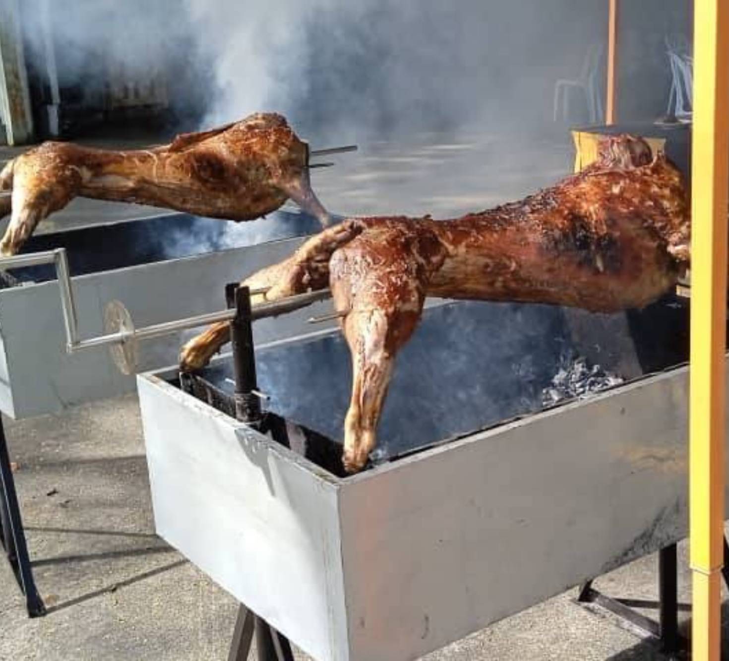 Kambing Golek 69 - 14