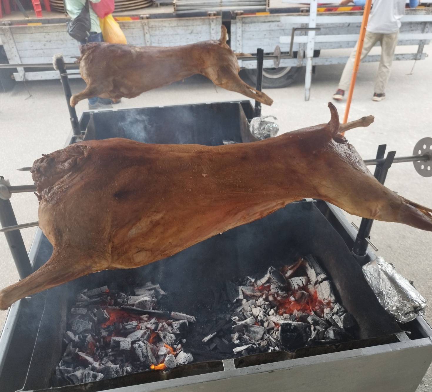 Kambing Golek 69 - 15