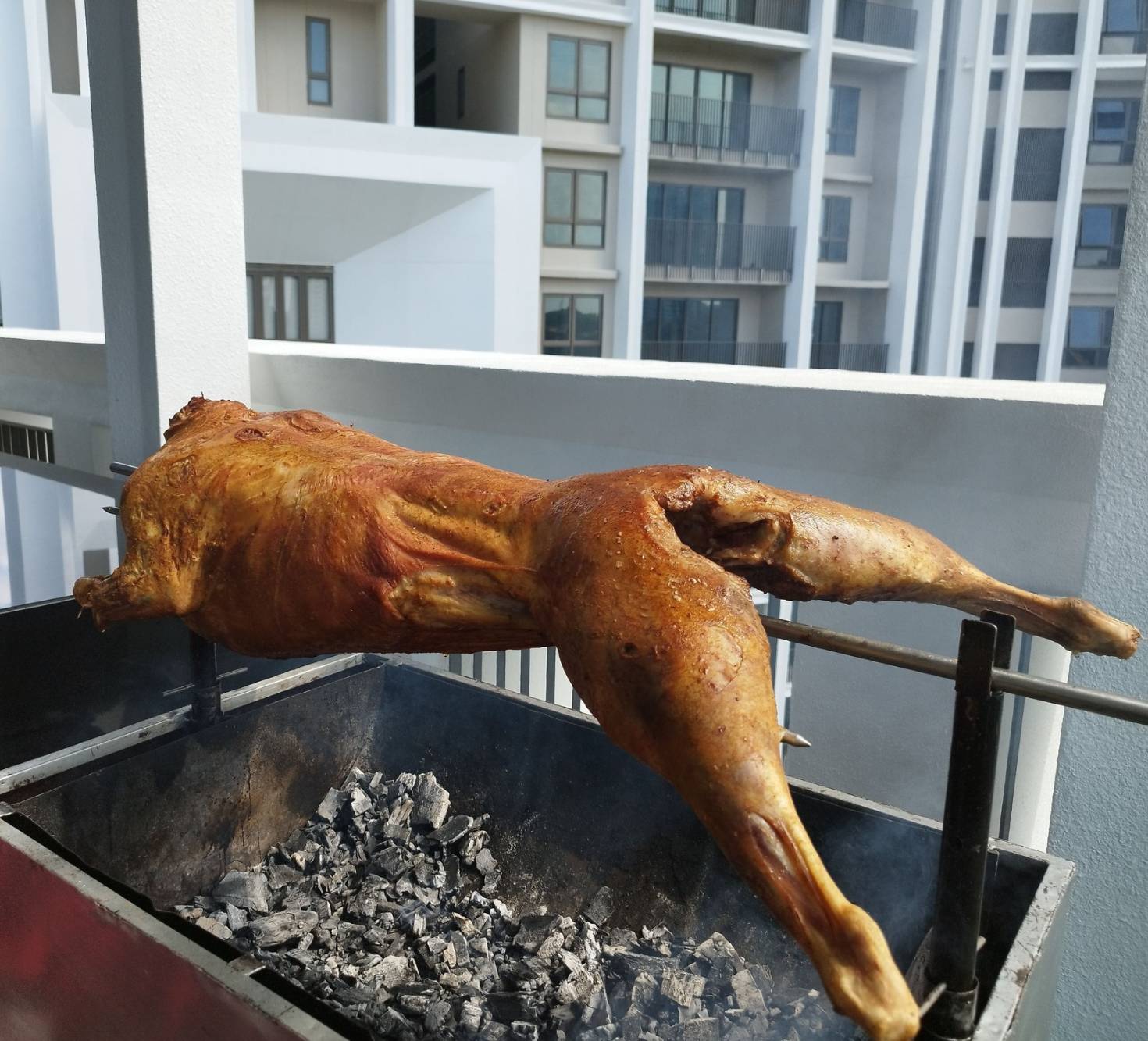 Kambing Golek 69 - 2