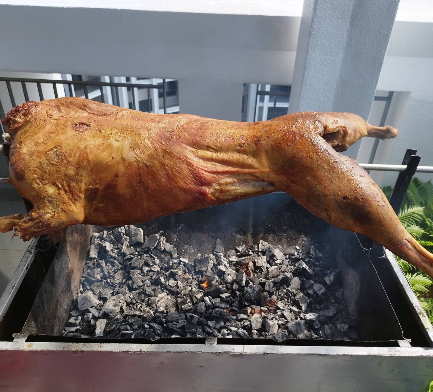 Kambing Golek 69 - 4