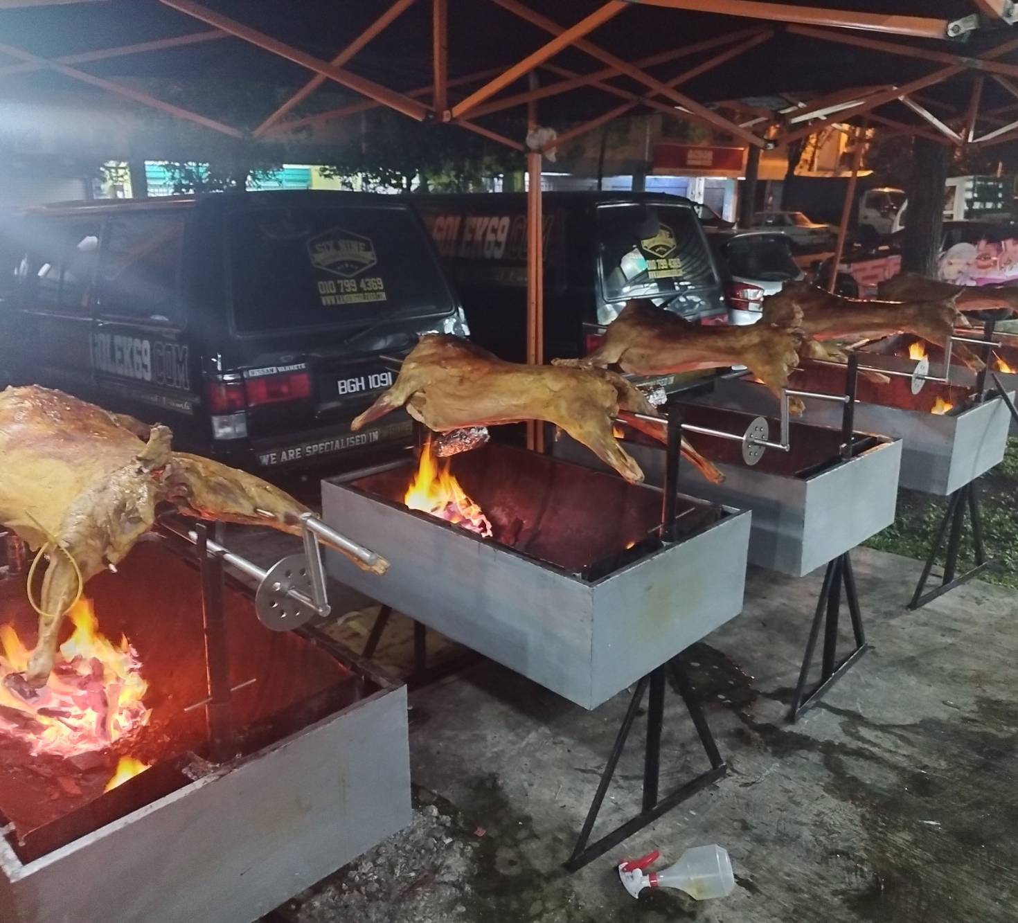 Kambing Golek 69 - 6